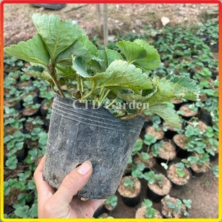 Cây dâu tây 12-15cm, giống siêu quả chịu nhiệt