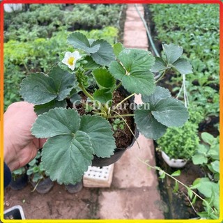 Cây dâu tây 12-15cm, giống siêu quả chịu nhiệt
