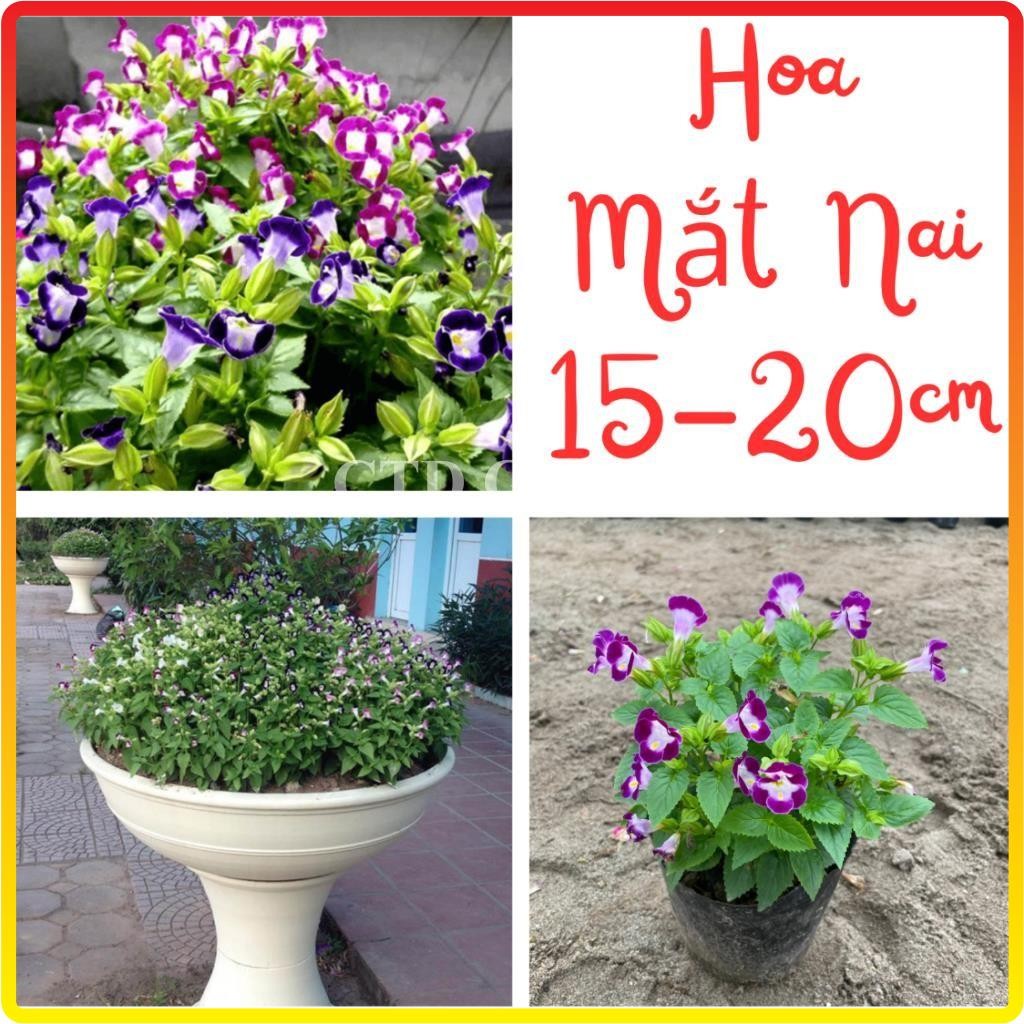Cây Hoa Mắt Nai, hoa nhiều màu sắc nở bắt mắt, hoa ra nhiều và liên tục (Chỉ giao miền Bắc+Bắc miền Trung)