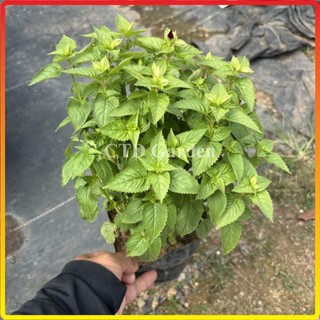 Cây Hoa Mắt Nai, hoa nhiều màu sắc nở bắt mắt, hoa ra nhiều và liên tục (Chỉ giao miền Bắc+Bắc miền Trung)