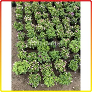 Cây Hoa Mắt Nai, hoa nhiều màu sắc nở bắt mắt, hoa ra nhiều và liên tục (Chỉ giao miền Bắc+Bắc miền Trung)
