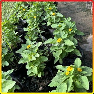 Cây cúc mặt trời, hoa nở vàng bắt mắt và ra hoa liên tục (Chỉ giao miền Bắc + Bắc miền Trung)