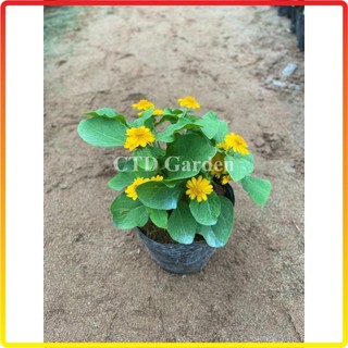 Cây cúc mặt trời, hoa nở vàng bắt mắt và ra hoa liên tục (Chỉ giao miền Bắc + Bắc miền Trung)