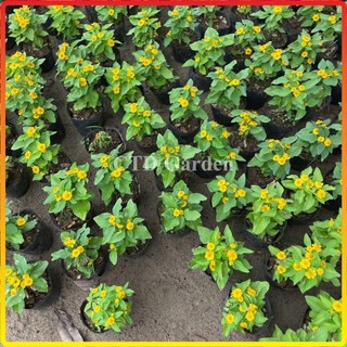 Cây cúc mặt trời, hoa nở vàng bắt mắt và ra hoa liên tục (Chỉ giao miền Bắc + Bắc miền Trung)