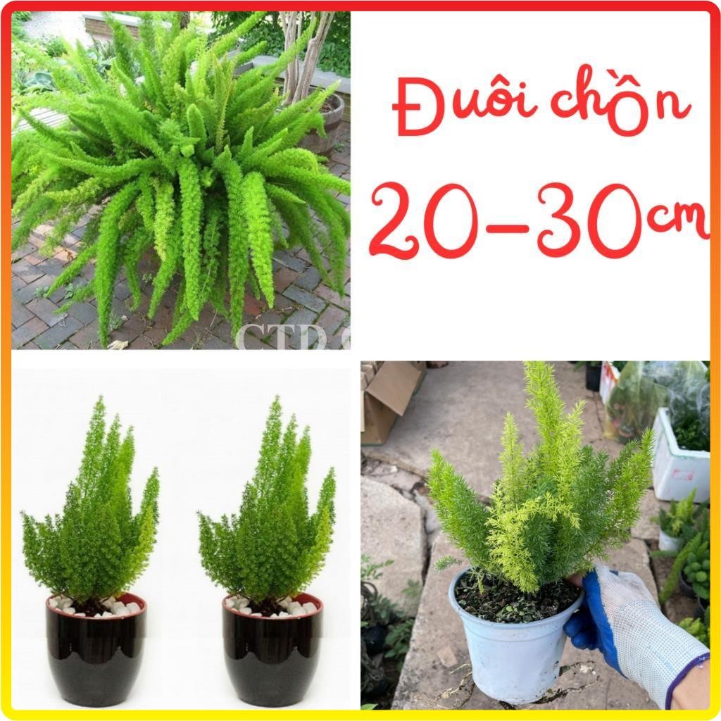 Cây Đuôi Chồn 20-30cm, lá xanh đẹp bầu rễ chắc khỏe cây phát triển mạnh