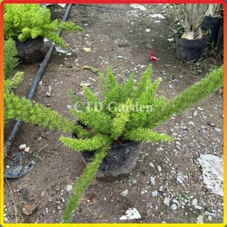 Cây Đuôi Chồn 20-30cm, lá xanh đẹp bầu rễ chắc khỏe cây phát triển mạnh