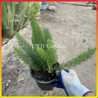 Cây Đuôi Chồn 20-30cm, lá xanh đẹp bầu rễ chắc khỏe cây phát triển mạnh