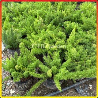 Cây Đuôi Chồn 20-30cm, lá xanh đẹp bầu rễ chắc khỏe cây phát triển mạnh