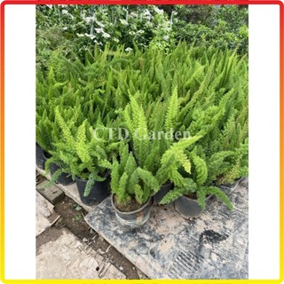 Cây Đuôi Chồn 20-30cm, lá xanh đẹp bầu rễ chắc khỏe cây phát triển mạnh