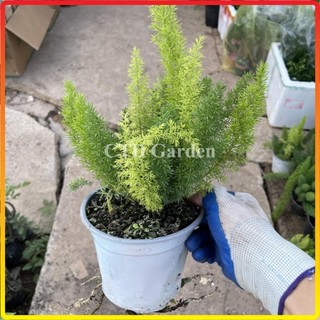 Cây Đuôi Chồn 20-30cm, lá xanh đẹp bầu rễ chắc khỏe cây phát triển mạnh