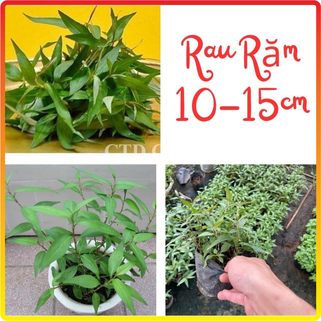 Cây rau răm bầu giống, cây rau gia vị có nhiều công dụng và dễ chăm sóc (Chỉ giao miền Bắc+Bắc miền Trung)