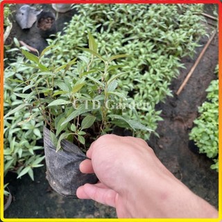 Cây rau răm bầu giống, cây rau gia vị có nhiều công dụng và dễ chăm sóc (Chỉ giao miền Bắc+Bắc miền Trung)