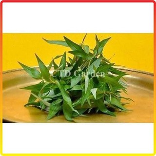 Cây rau răm bầu giống, cây rau gia vị có nhiều công dụng và dễ chăm sóc (Chỉ giao miền Bắc+Bắc miền Trung)