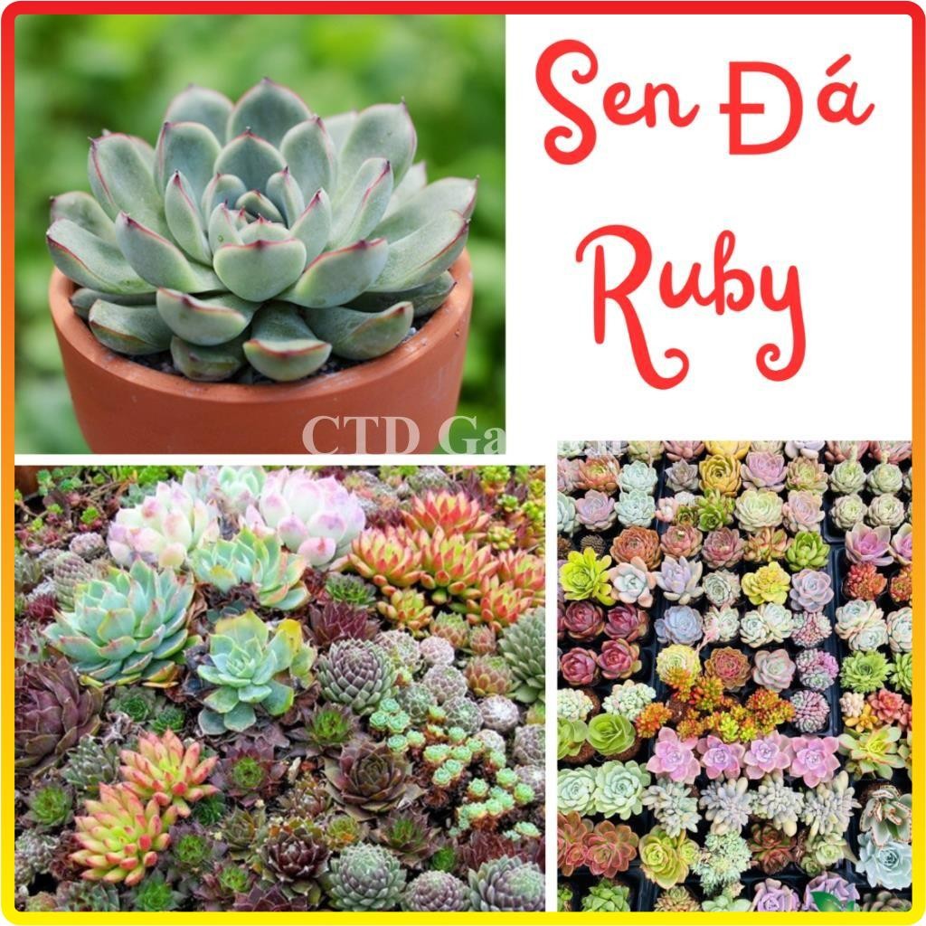 Sen đá Ruby
