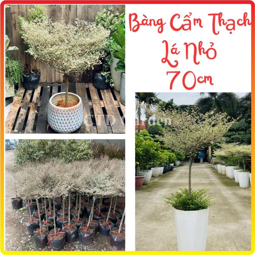 Cây Bàng cẩm thạch Nhật Bản cao 70cm