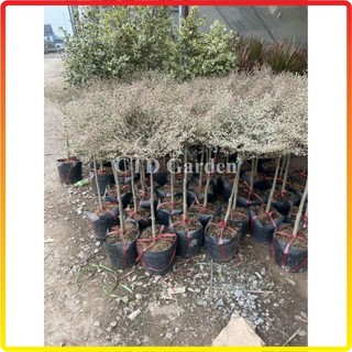 Cây Bàng cẩm thạch Nhật Bản cao 70cm
