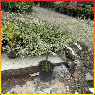 Cây Bàng cẩm thạch Nhật Bản cao 70cm