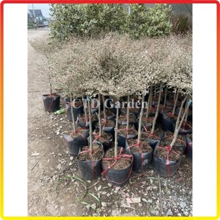 Cây Bàng cẩm thạch Nhật Bản cao 70cm