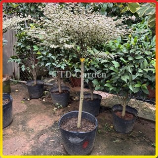 Cây Bàng cẩm thạch Nhật Bản cao 70cm