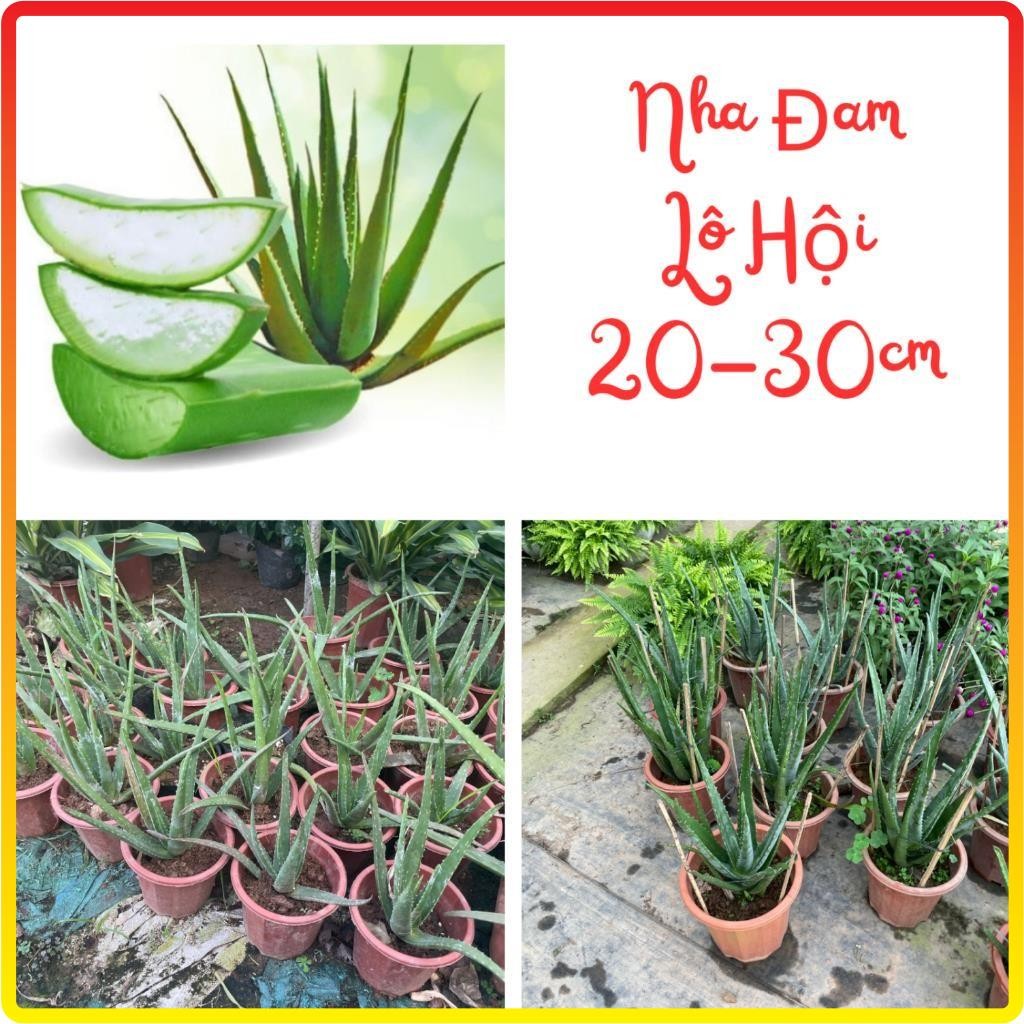 Cây nha đam - lô hội (Bầu rễ khỏe) 20-30cm (Chỉ giao miền Bắc+Bắc miền Trung)