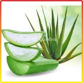 Cây nha đam - lô hội (Bầu rễ khỏe) 20-30cm (Chỉ giao miền Bắc+Bắc miền Trung)