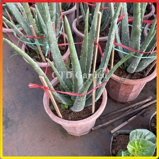 Cây nha đam - lô hội (Bầu rễ khỏe) 20-30cm (Chỉ giao miền Bắc+Bắc miền Trung)