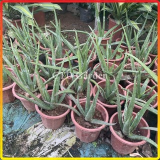 Cây nha đam - lô hội (Bầu rễ khỏe) 20-30cm (Chỉ giao miền Bắc+Bắc miền Trung)