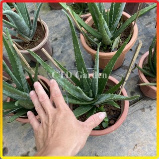 Cây nha đam - lô hội (Bầu rễ khỏe) 20-30cm (Chỉ giao miền Bắc+Bắc miền Trung)