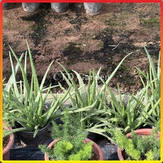 Cây nha đam - lô hội (Bầu rễ khỏe) 20-30cm (Chỉ giao miền Bắc+Bắc miền Trung)