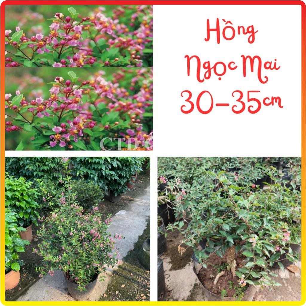 Cây hồng ngọc mai 30-35cm