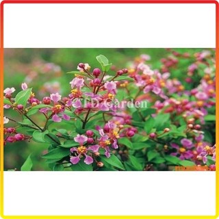 Cây hồng ngọc mai 30-35cm