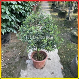 Cây hồng ngọc mai 30-35cm