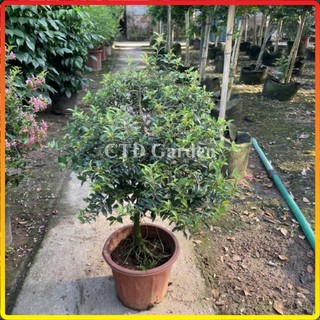 Cây hồng ngọc mai 30-35cm