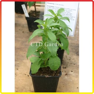 Cây cỏ ngọt  (Chỉ giao miền Bắc+Bắc miền Trung)