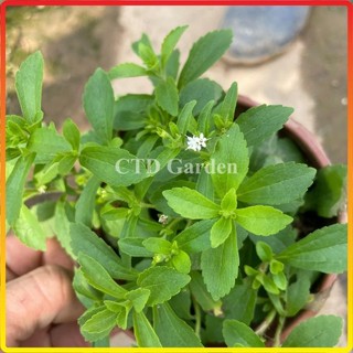 Cây cỏ ngọt  (Chỉ giao miền Bắc+Bắc miền Trung)