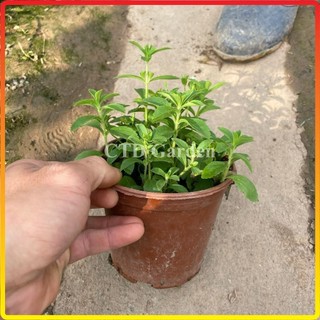 Cây cỏ ngọt  (Chỉ giao miền Bắc+Bắc miền Trung)