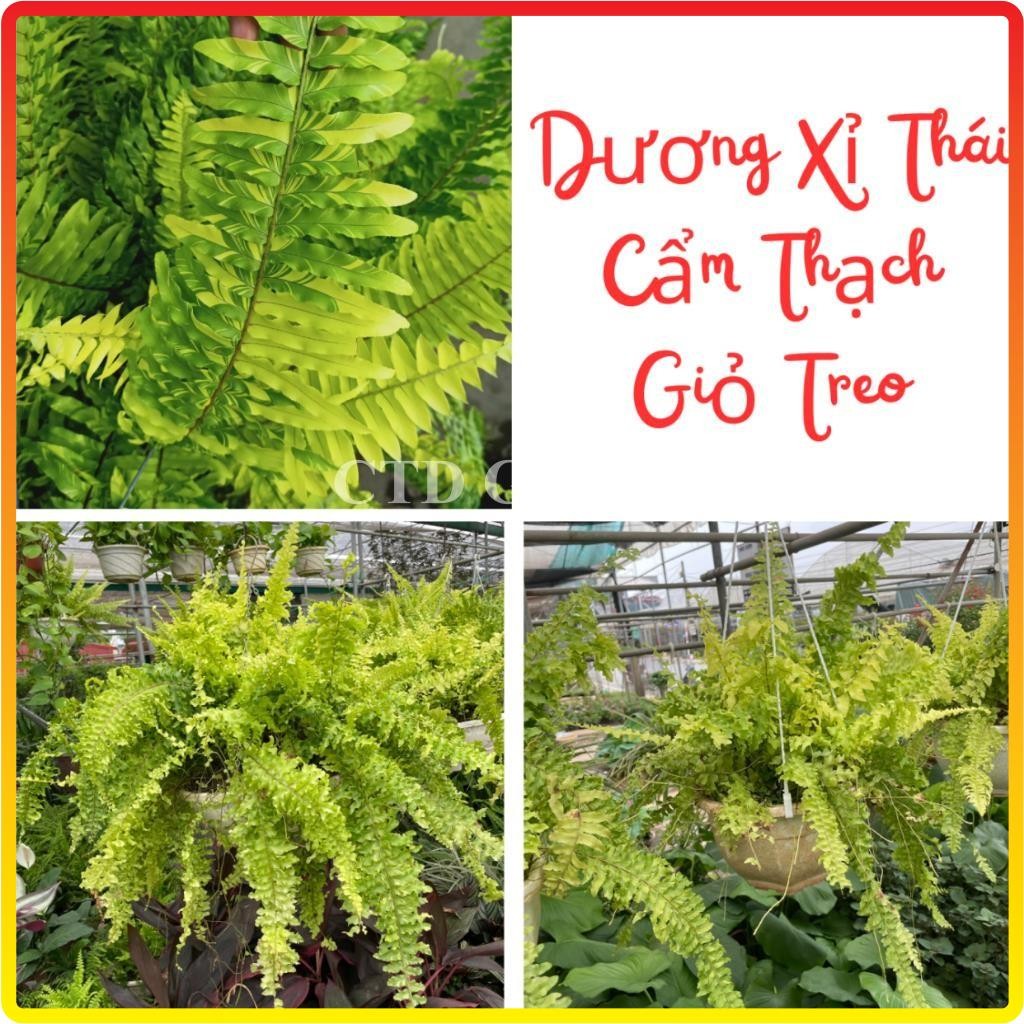 Cây dương xỉ thái rủ lá cẩm thạch chậu treo