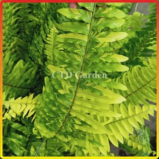 Cây dương xỉ thái rủ lá cẩm thạch chậu treo