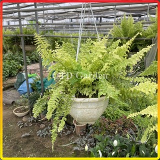 Cây dương xỉ thái rủ lá cẩm thạch chậu treo