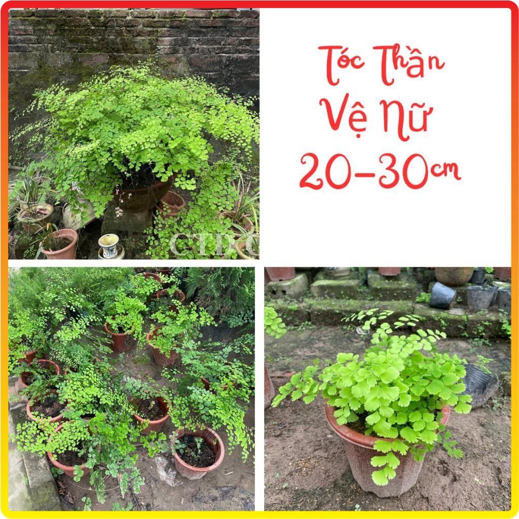 Chậu cây tóc thần vệ nữ 20-30cm tự nhân giống (Chỉ giao miền Bắc+Bắc miền Trung)