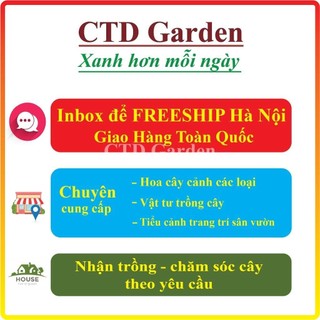 Chậu cây tóc thần vệ nữ 20-30cm tự nhân giống (Chỉ giao miền Bắc+Bắc miền Trung)