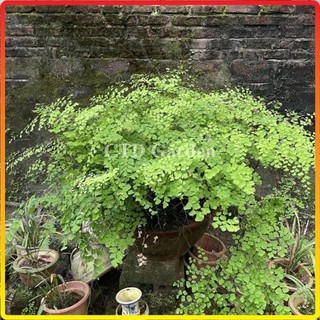 Chậu cây tóc thần vệ nữ 20-30cm tự nhân giống (Chỉ giao miền Bắc+Bắc miền Trung)