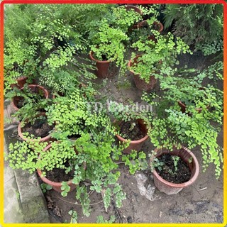 Chậu cây tóc thần vệ nữ 20-30cm tự nhân giống (Chỉ giao miền Bắc+Bắc miền Trung)