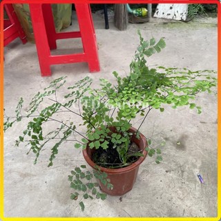 Chậu cây tóc thần vệ nữ 20-30cm tự nhân giống (Chỉ giao miền Bắc+Bắc miền Trung)