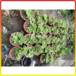 Chậu cây tóc thần vệ nữ 20-30cm tự nhân giống (Chỉ giao miền Bắc+Bắc miền Trung)