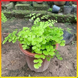Chậu cây tóc thần vệ nữ 20-30cm tự nhân giống (Chỉ giao miền Bắc+Bắc miền Trung)
