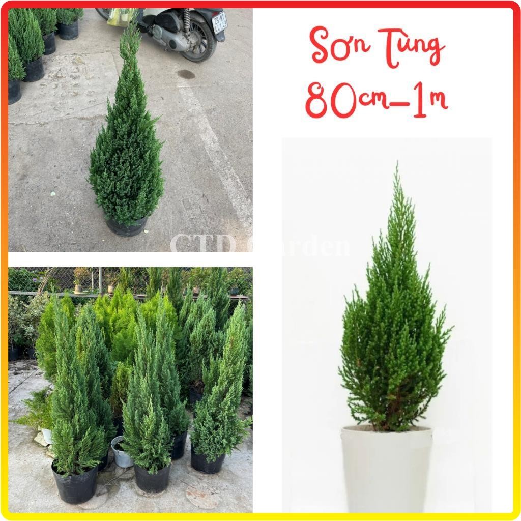 Cây Sơn Tùng 60cm-1m