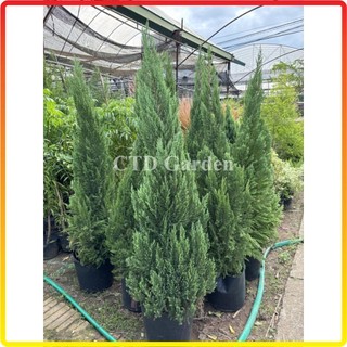 Cây Sơn Tùng 60cm-1m