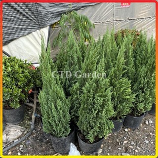 Cây Sơn Tùng 60cm-1m