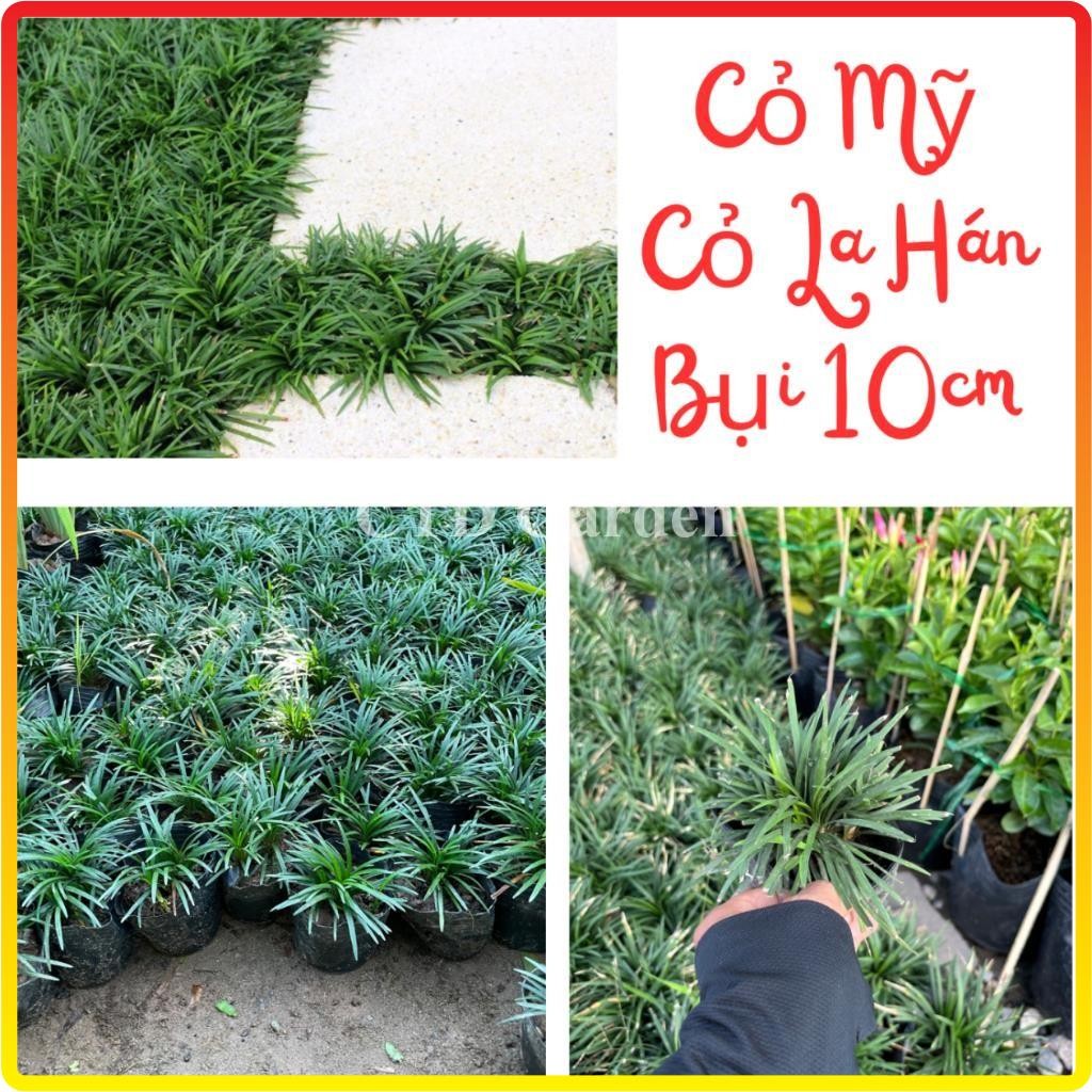 Cây Cỏ mỹ, cỏ gấy, cỏ la hán bụi mini 10cm